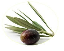 olive frond